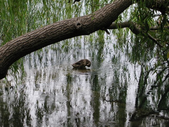 20020630_161815_DSCN4332