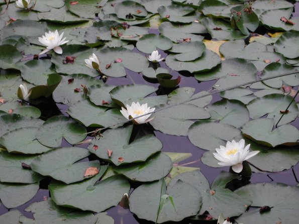 20020630_161932_DSCN4335