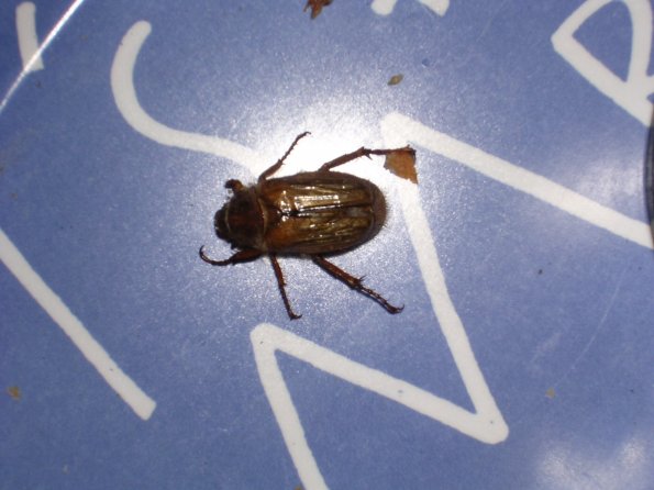 20030629_220117_DSCN0088