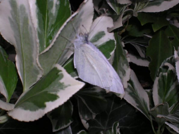 20030703_183035_DSCN0217