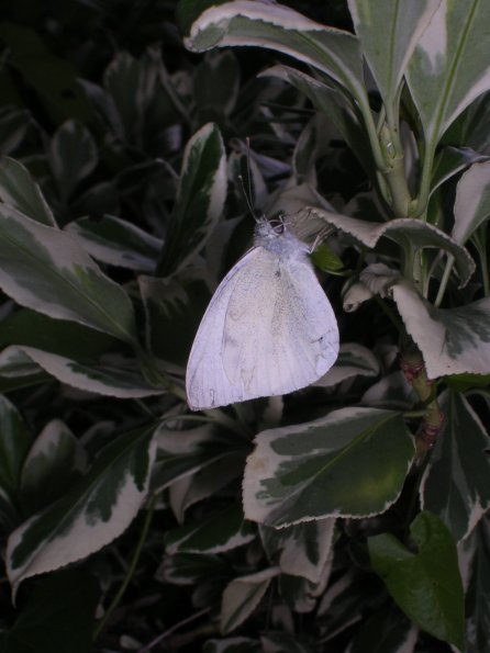 20030703_183717_DSCN0220