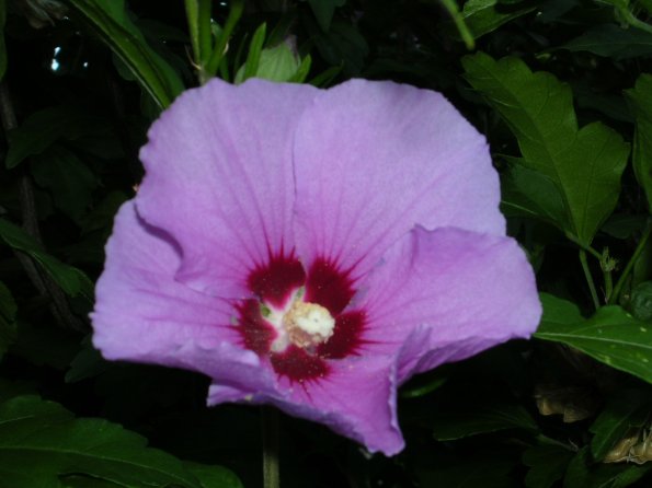 20030705_184713_DSCN0288