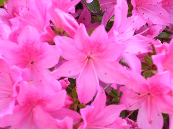 DSCN3346