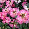 DSCN3349