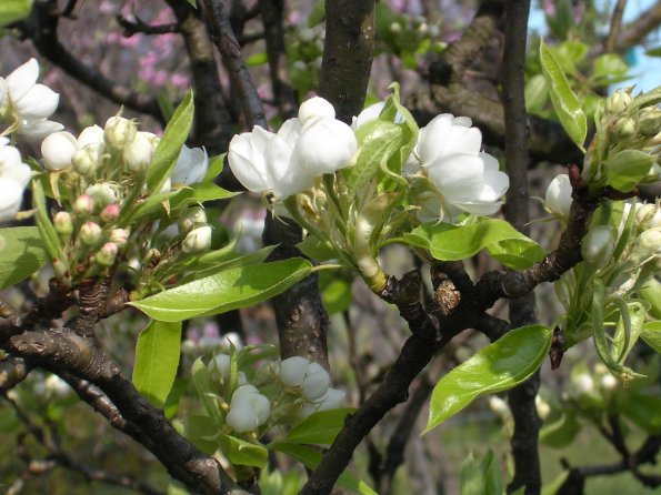 20060408_135553_DSCN4068