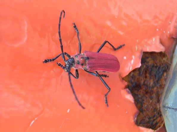 20060522_020401_DSCN4180