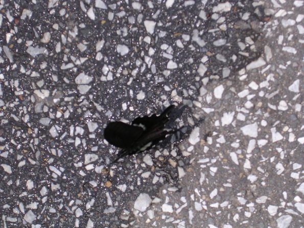 20060522_022434_DSCN4181