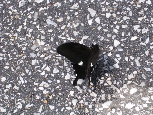 20060522_022442_DSCN4182