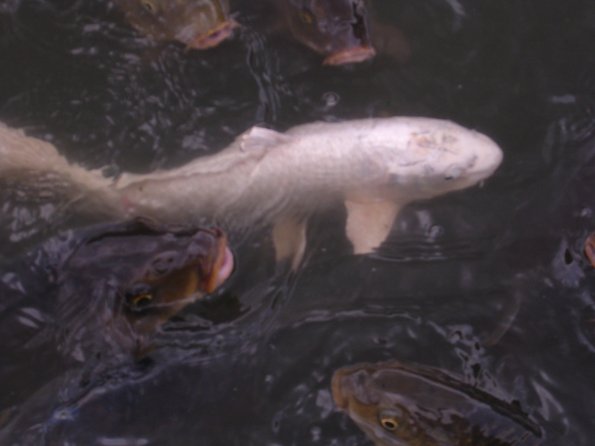 20060524_004637_DSCN4227