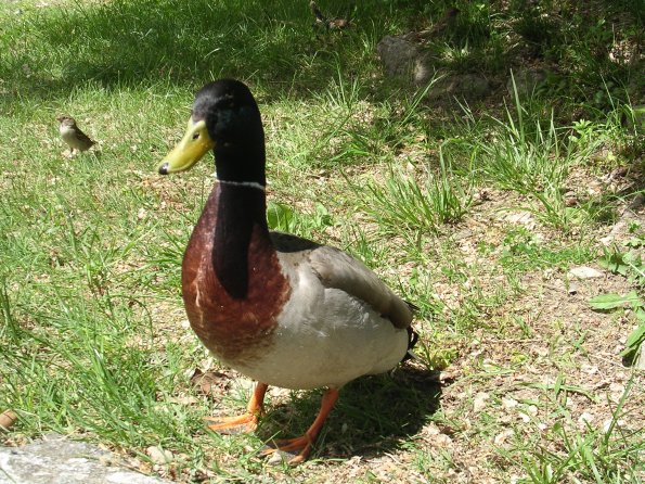 20060528_091439_DSCN4265