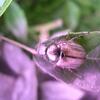 20060818_164738_DSCN4624
