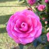 dscn9556