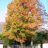 20071101_050259_dscn9546
