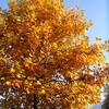20071101_050328_dscn9547