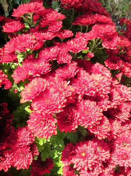 20071104_045138_dscn9555