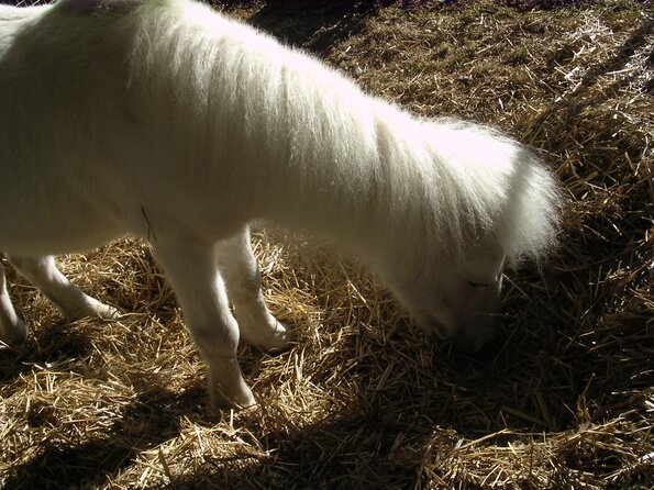 20071114_034316_dscn9596