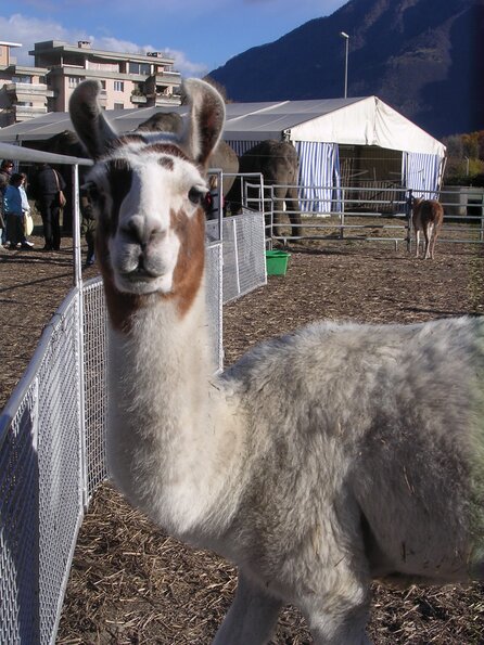 20071114_035820_dscn9603