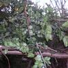 20080209_065416_dscn9926
