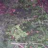 20080209_065428_dscn9927