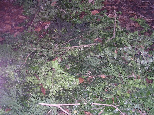 20080209_065428_dscn9927