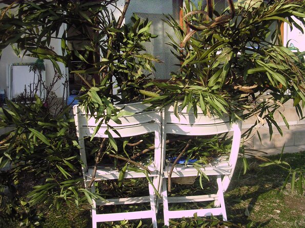 20080220_051449_dscn9931