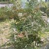 20080220_051512_dscn9932