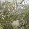 20080220_051527_dscn9933