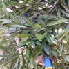 20080220_051534_dscn9934