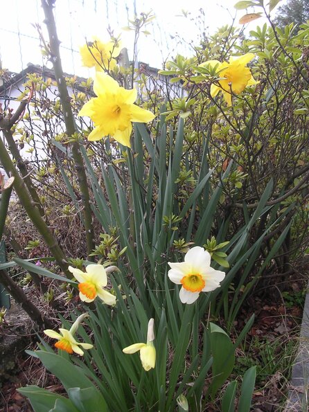 20080312_044404_dscn9954