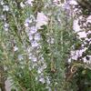 20080312_044434_dscn9956