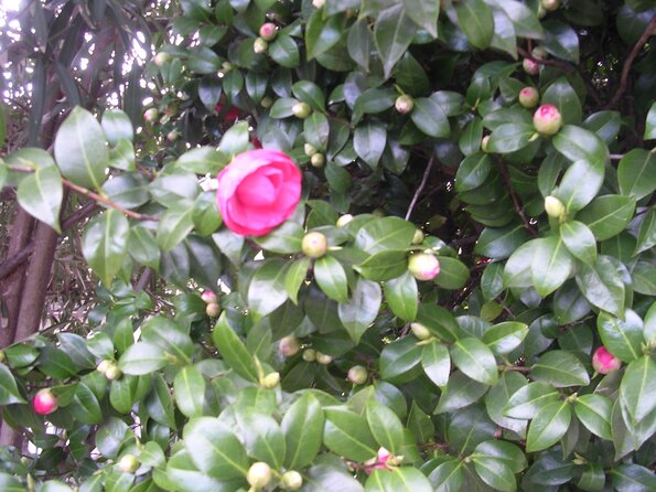 20080312_044458_dscn9957