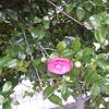 20080312_044503_dscn9958