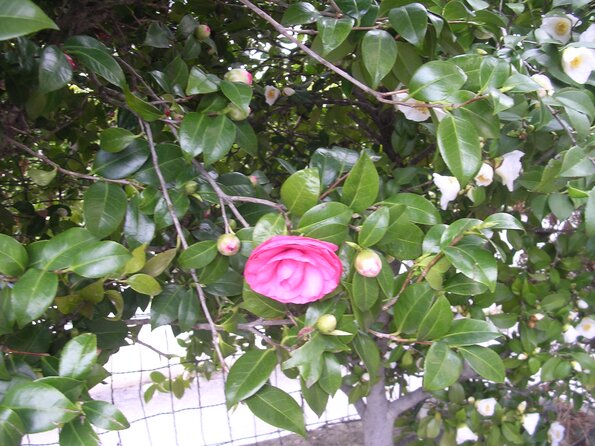 20080312_044503_dscn9958