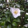20080312_044509_dscn9959