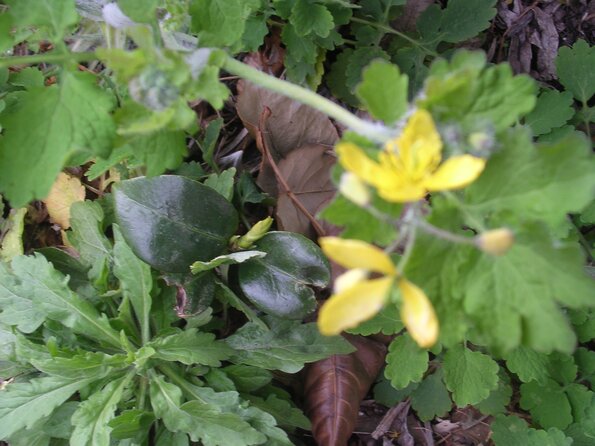 20080312_044525_dscn9960