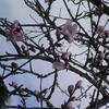 20080312_044600_dscn9961