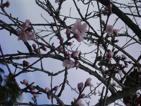20080312_044600_dscn9961