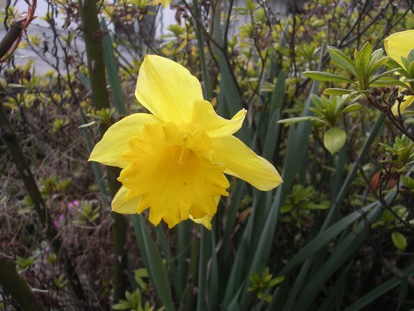 20080312_044635_dscn9963