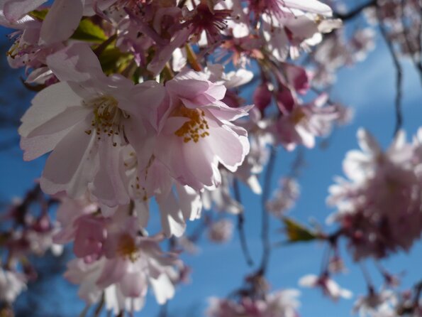 20080322_110237_P1000219