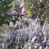20080323_051038_dscn0054