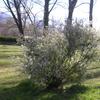 20080323_051153_dscn0056