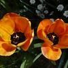20080405_130904_P1000277