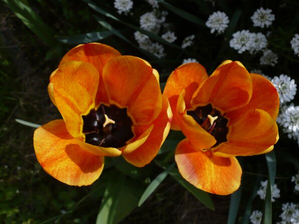 20080405_130911_P1000278