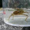20080608_103815_p1000421