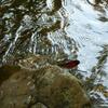 20080724_051717_P1000546