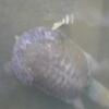 20080731_084003_P1000632