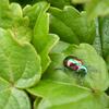 20080806_065104_P1000772