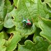 20080806_065117_P1000773
