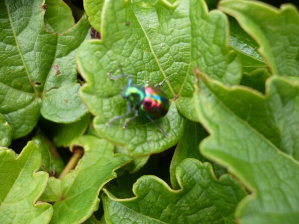20080806_065117_P1000773