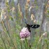 20090619_182917_P1010735